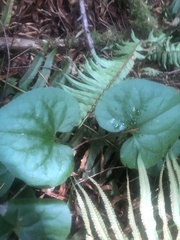 Asarum