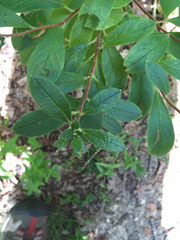 Rhododendron pilosum
