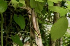 Emoia cyanogaster