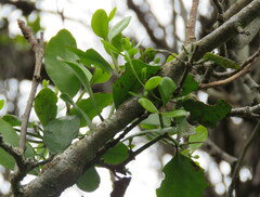 Ileostylus micranthus