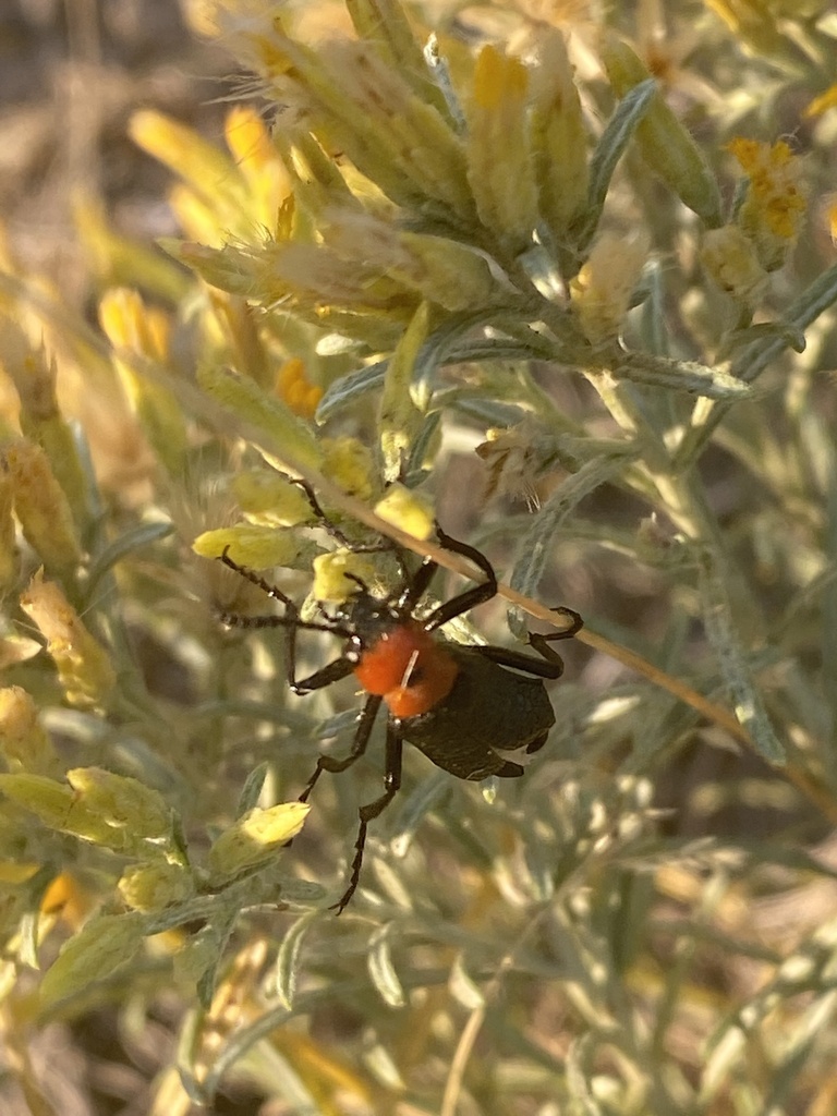 Lytta vulnerata