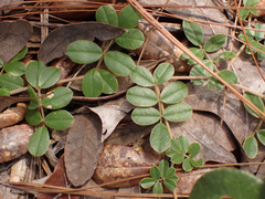 Tephrosia chrysophylla