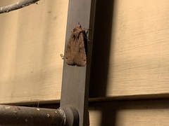 Abagrotis alternata