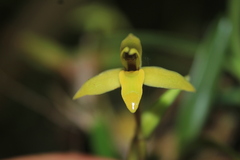 Maxillaria acuminata