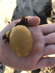 Aplidium californicum