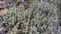 Cladonia verticillata