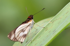 Vettius fantasos