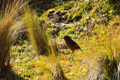 Grallaria quitensis