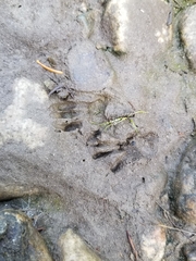 Sciuromorpha