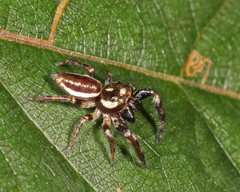 Eris militaris