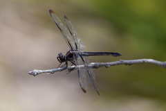 Libellula axilena