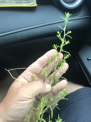 Dittrichia graveolens