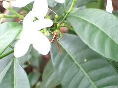 Polistes crinitus