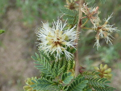 Mimosa grahamii
