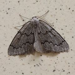 Nepytia pellucidaria