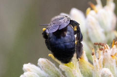 Xylocopa micans