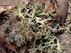 Cladonia leporina