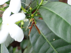 Polistes crinitus