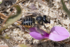 Megachile mendica