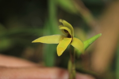 Maxillaria acuminata
