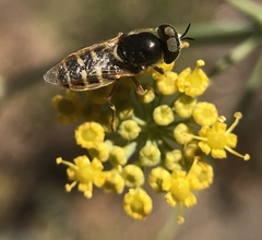 Stratiomyini