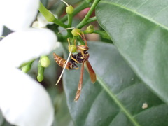 Polistes crinitus