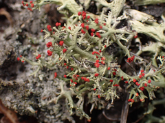 Cladonia leporina
