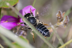 Megachile mendica