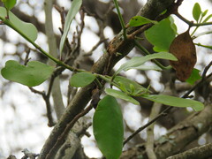 Ileostylus micranthus