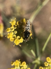 Stratiomyini