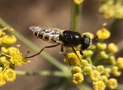 Stratiomyini