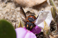 Anthidiellum perplexum