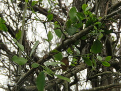 Ileostylus micranthus