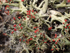 Cladonia leporina