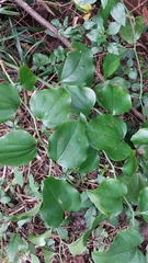Smilax rotundifolia