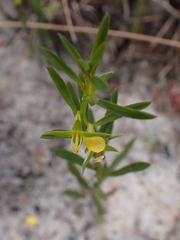 Ludwigia linearis