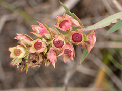 Ludwigia suffruticosa