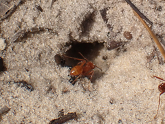 Pogonomyrmex badius