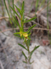 Ludwigia linearis