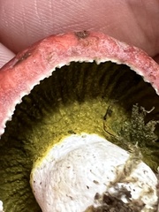 Hypomyces luteovirens