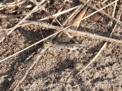 Psinidia fenestralis