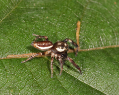 Eris militaris