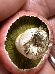 Hypomyces luteovirens