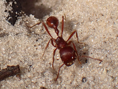 Pogonomyrmex badius