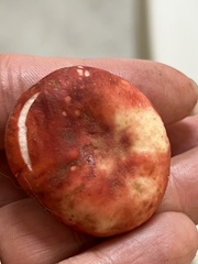 Hypomyces luteovirens