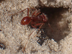 Pogonomyrmex badius