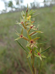 Ludwigia linearis
