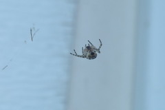 Larinioides patagiatus