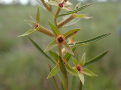 Ludwigia linearis