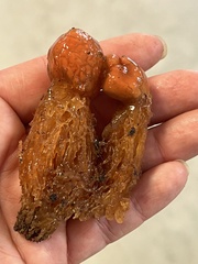 Calostoma cinnabarinum